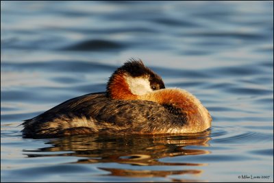 Red Necked Grebe coiled up