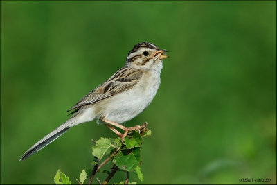 Clay-colored Sparrow, Spizella pallida