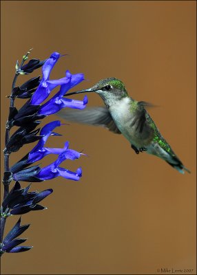 Ruby Throated HB at the Salvia flower