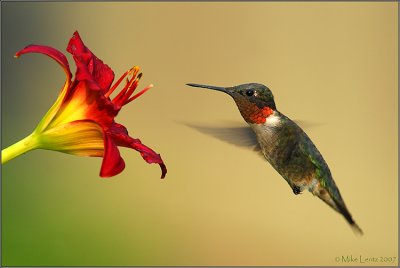 My favorite Hummingbird shot!  ( ;