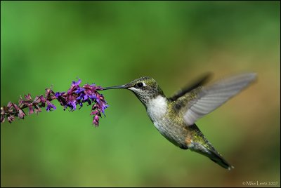 Ruby Throated Hummingbird tasting the nectar.