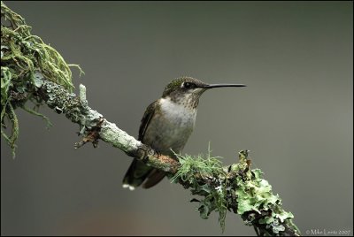 Juvenile Hummingbird taking a break on a Lichen covered branch