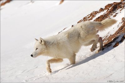 Arctic Wolf down slope