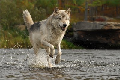 Wolf running through stream