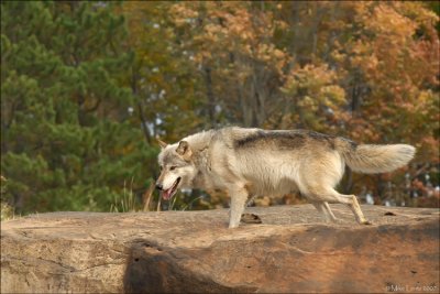 Wolf jog fall scene