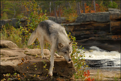 Wolf step down near river
