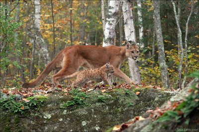 Cougar stroll