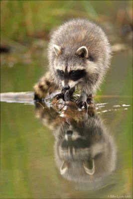 Racoon verticle reflection