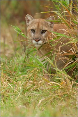 Cougar prowling