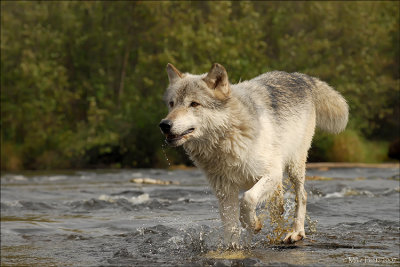 Wolf across the stream