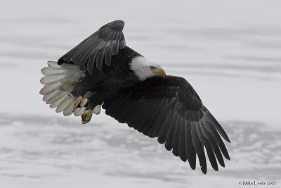 Eagle flys with food