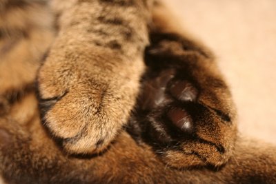 Willow's paws :-)