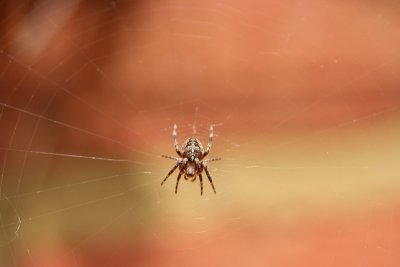 IMG_4380.jpg