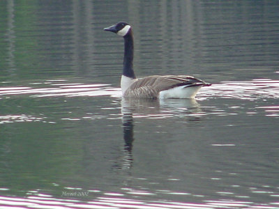 Bernache du Canada - Canada Goose