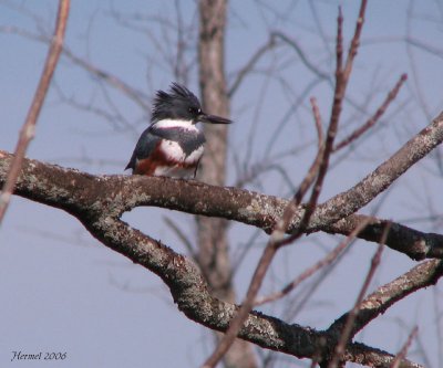 Martin-pcheur d'Amrique - Belted Kingfisher