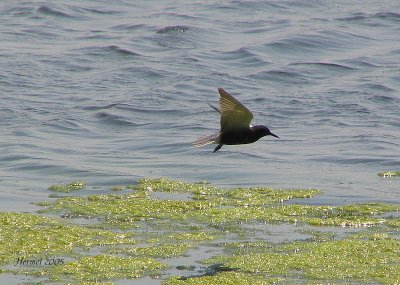 Guifette noire - Black Tern