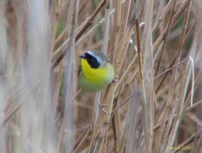 Paruline masque - Common Yellowthroat