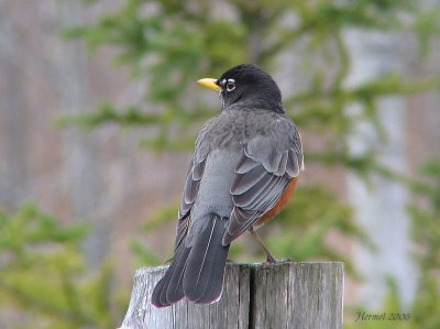 Merle d'Amrique -  American Robin