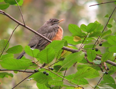 Merle d'Amrique -  American Robin