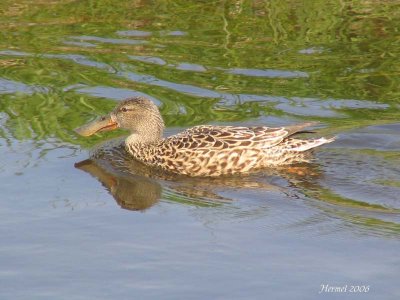 Canard souchet - Northern Shoveler