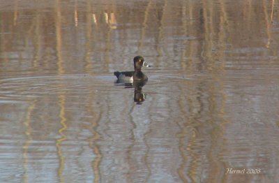 Fuligule  collier - Ring-necked Duck