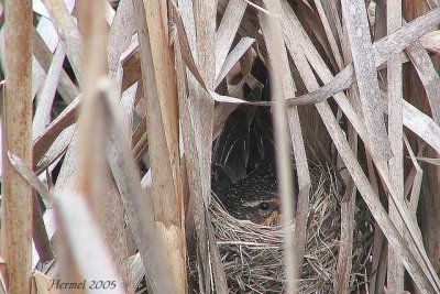Sur le nid et l'oeil aux aguets! - On the nest and keeping an eye on the field!