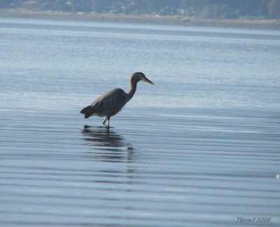 Grand Héron (contre-jour) Goose Spit, B.C. - Great Blue Heron (against the light)