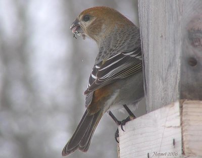 Durbec des sapins - Pine Grosbeak