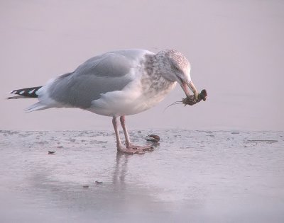 Goland  bec cercl - Ring-billed Gull