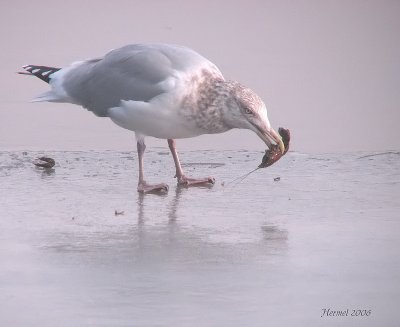 Goland  bec cercl - Ring-billed Gull