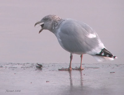 Goland  bec cercl - Ring-billed Gull