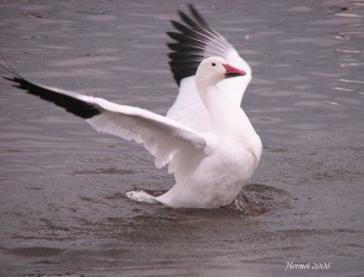 Oie des neiges - Snow Goose