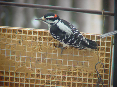 Pic chevelu - Hairy Woodpecker