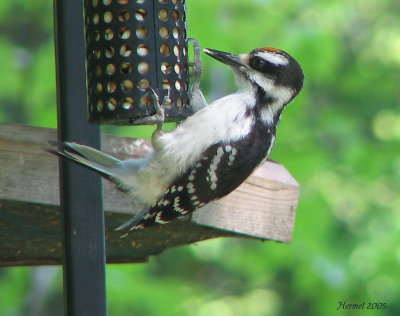 Pic chevelu immature -  Juvenile Hairy Woodpecker