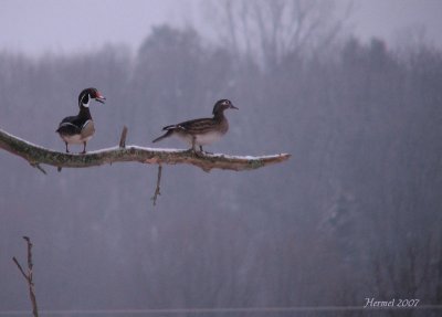 Canards Branchus - Wood Ducks