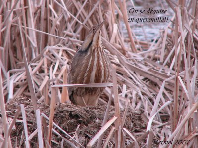 Butor d'Amrique - American Bittern