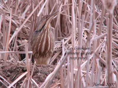 Butor d'Amrique - American Bittern