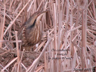 Butor d'Amrique - American Bittern