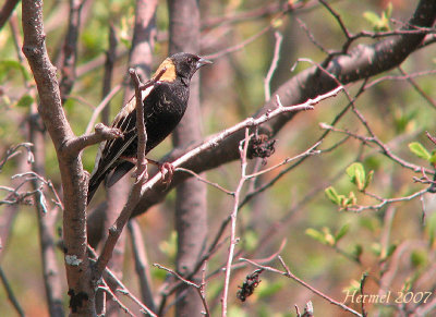 Goglu des prs - Bobolink