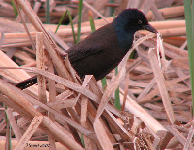 Ramassant du matriel pour btir un nid! -  Getting material to build a nest!!