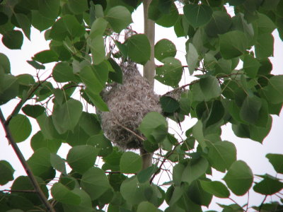 Autre nid d'Oriole - Another Oriole's nest