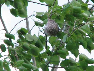 Nide de Viro mlodieux - Warbling Vireo's nest