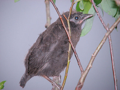 Jeune Quiscale tout juste sortie du nid - Young Grackle just out of the nest