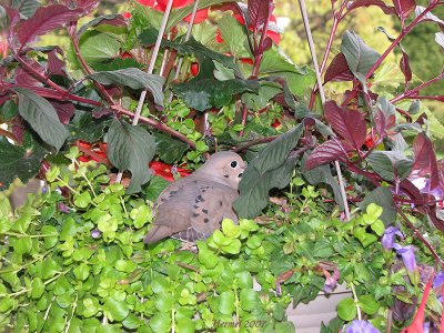 Tourterelle en jardinire - Mourning Dove in a flower pot