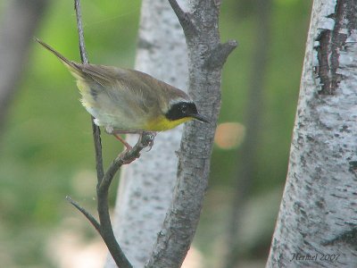 Paruline masque - Common Yellowthroat