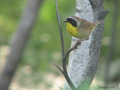 Paruline masque - Common Yellowthroat