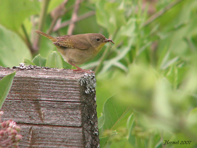 Paruline masque - Common Yellowthroat