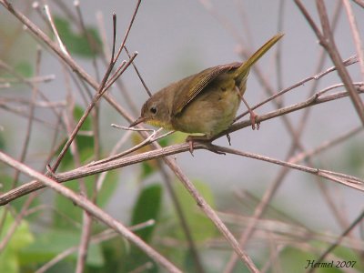 Paruline masque - Common Yellowthroat