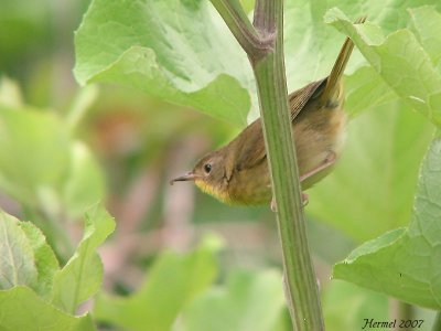 Paruline masque - Common Yellowthroat