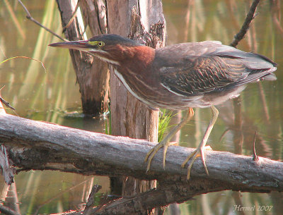 Hron vert - Green Heron